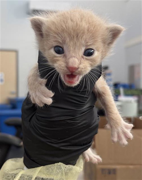Fang, Domestic Short Hair (medium coat)