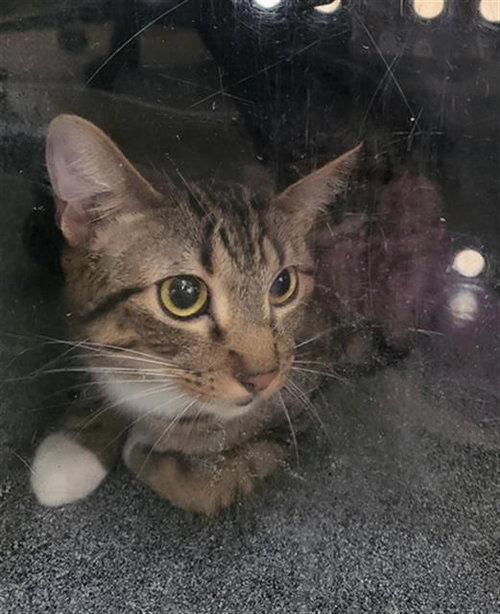 Jack, Domestic Short Hair (medium coat)