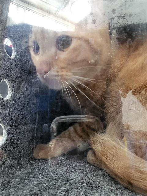 Daniel, Domestic Short Hair (medium coat)