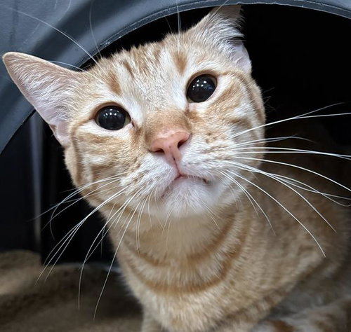 Daniel, Domestic Short Hair (medium coat)