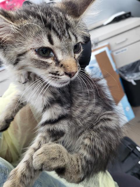 Victor, Domestic Medium Hair (medium coat)