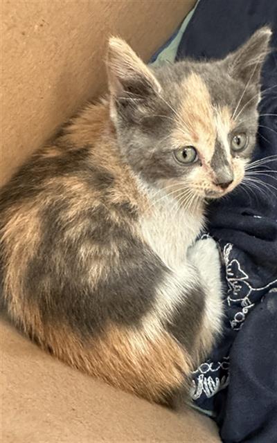 LILLY