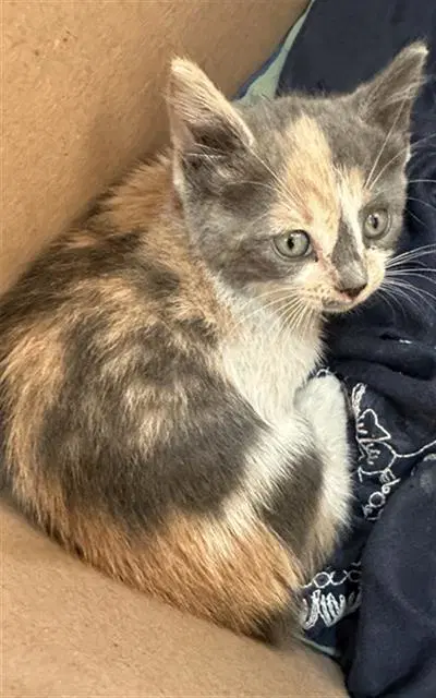 Lilly - Domestic Medium Hair