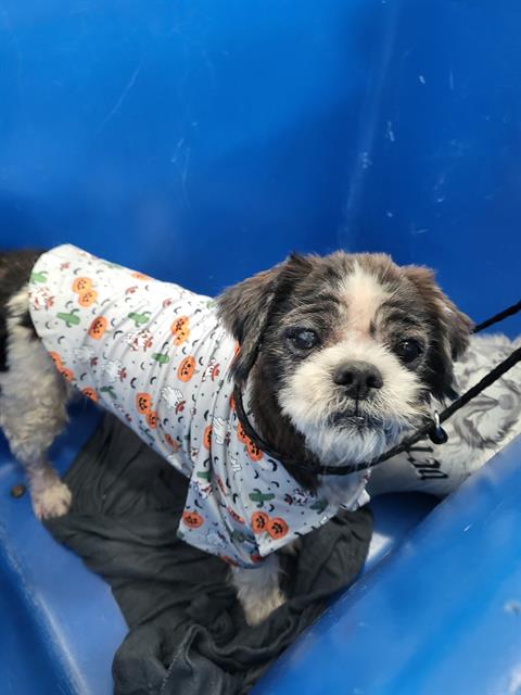 ESCUBIDU, a dog for adoption from Dallas Animal Services