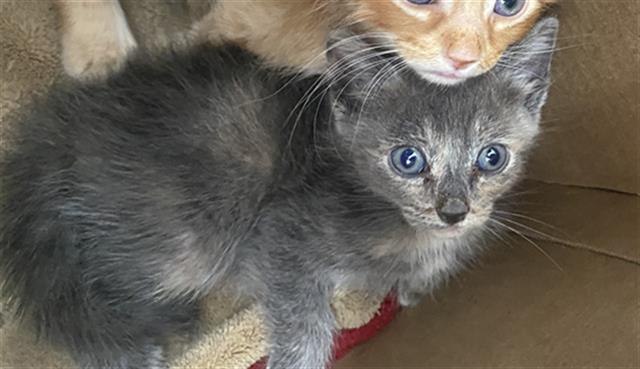 LIBRA