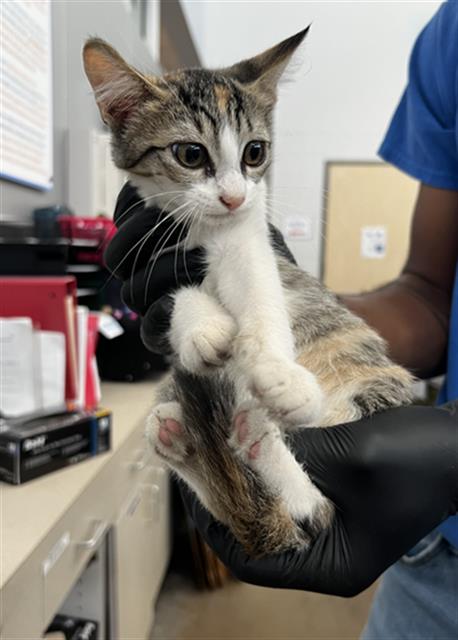 CADENCE, a cat for adoption from Dallas Animal Services