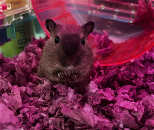 CASHEW, a gerbil for adoption from Dallas Animal Services