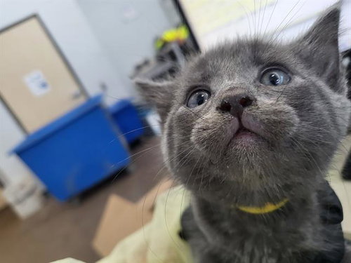 AURORA, a cat for adoption from Dallas Animal Services