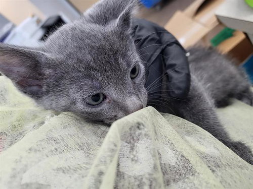 CELESTE, a cat for adoption from Dallas Animal Services