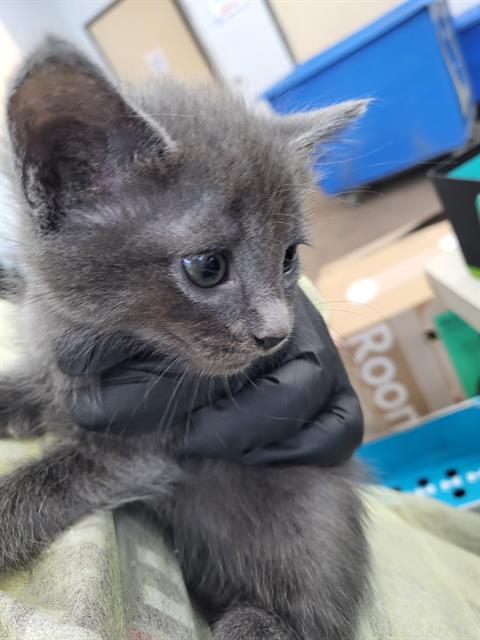 ASTRID, a cat for adoption from Dallas Animal Services