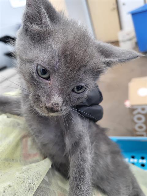 NOVA, a cat for adoption from Dallas Animal Services