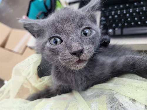 ATLAS, a cat for adoption from Dallas Animal Services