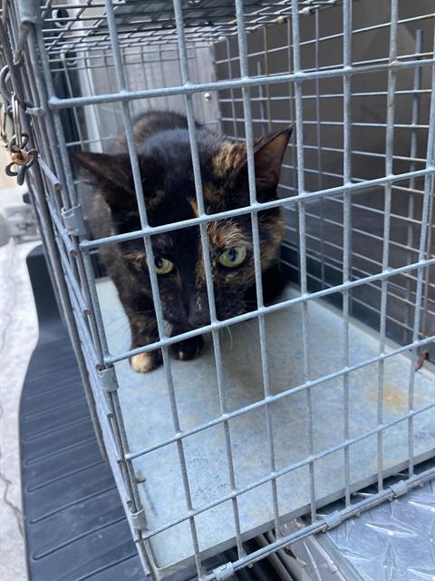 STELLA, a cat for adoption from Dallas Animal Services