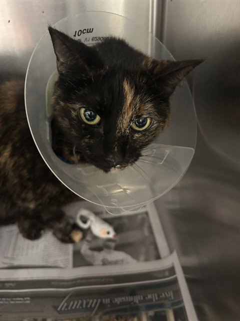 Stella, Domestic Short Hair (medium coat)