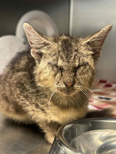 ORION, a cat for adoption from Dallas Animal Services