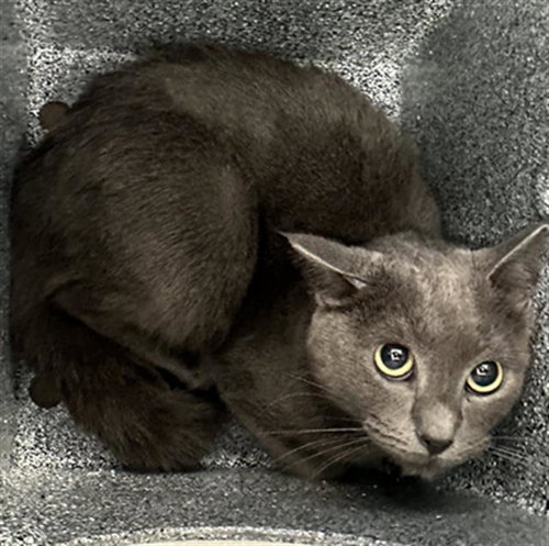 PETRA, a cat for adoption from Dallas Animal Services