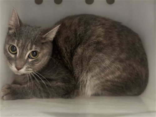 PEANUT, a cat for adoption from Dallas Animal Services