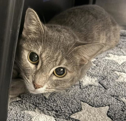 Peanut, Domestic Medium Hair (medium coat)