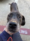 KODA — Dallas, TX Adoption
