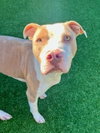 ROCKY — Dallas, TX Adoption