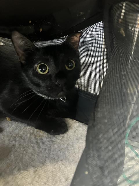 JESSIE, a cat for adoption from Dallas Animal Services
