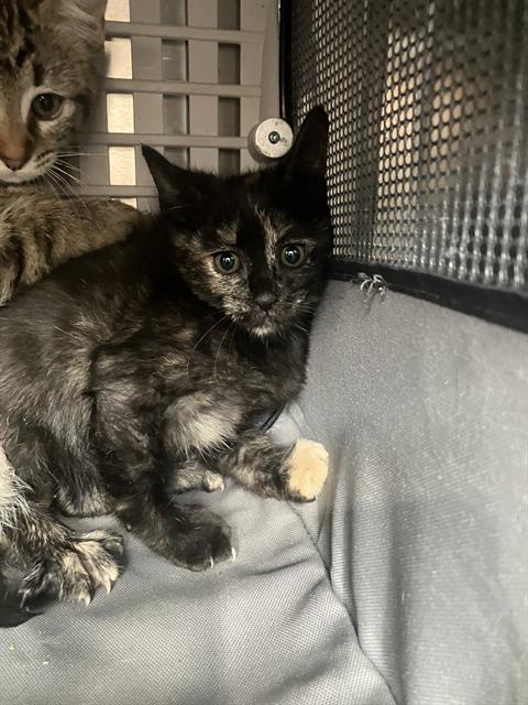 MAYBEL, a cat for adoption from Dallas Animal Services