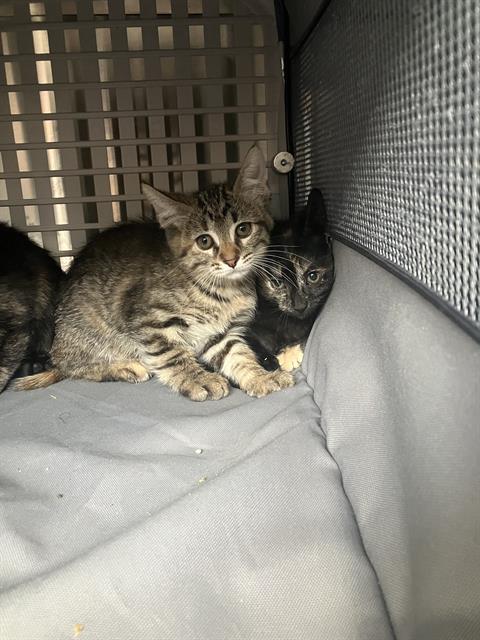 ASHER, a cat for adoption from Dallas Animal Services