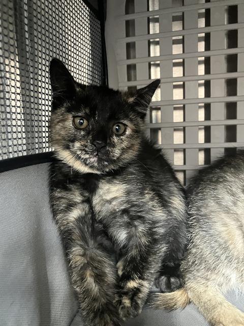 CARRIE, a cat for adoption from Dallas Animal Services
