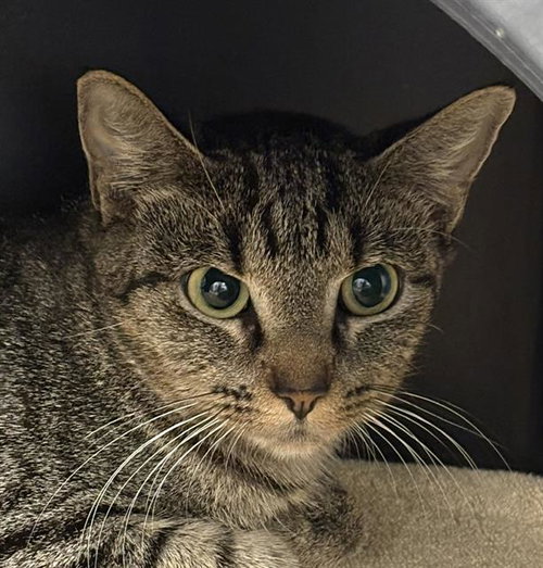 Luna, Domestic Short Hair (medium coat)