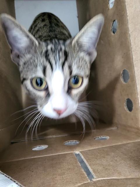 LIL JOE, a cat for adoption from Dallas Animal Services