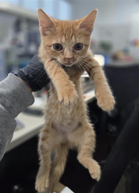 SEPTEMBER, a cat for adoption from Dallas Animal Services