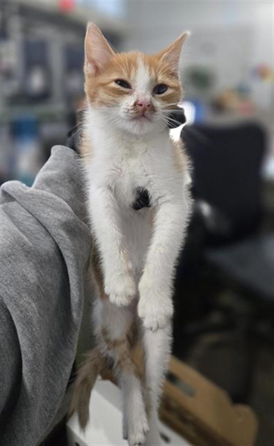 OCTOBER, a cat for adoption from Dallas Animal Services