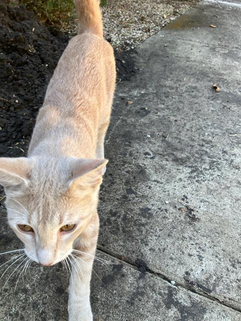 LOGAN, a cat for adoption from Dallas Animal Services