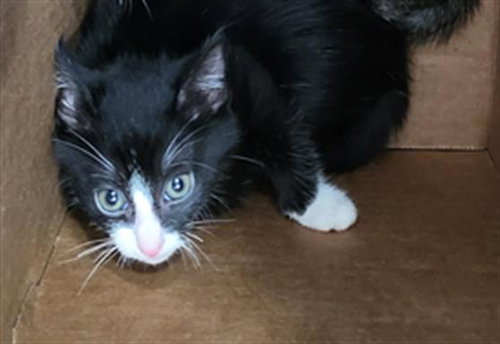 SOFIA, a cat for adoption from Dallas Animal Services