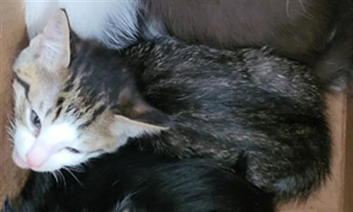 SCARLETT, a cat for adoption from Dallas Animal Services
