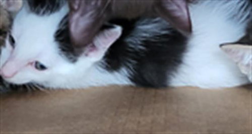 SAMUEL, a cat for adoption from Dallas Animal Services