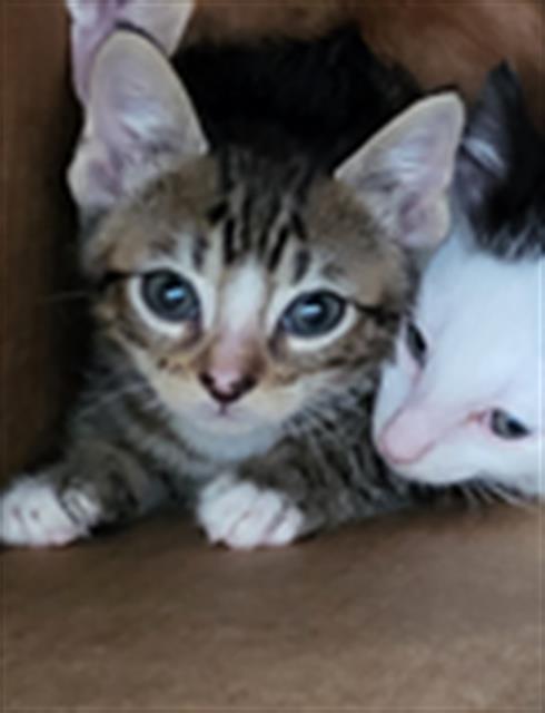 SANTIAGO, a cat for adoption from Dallas Animal Services