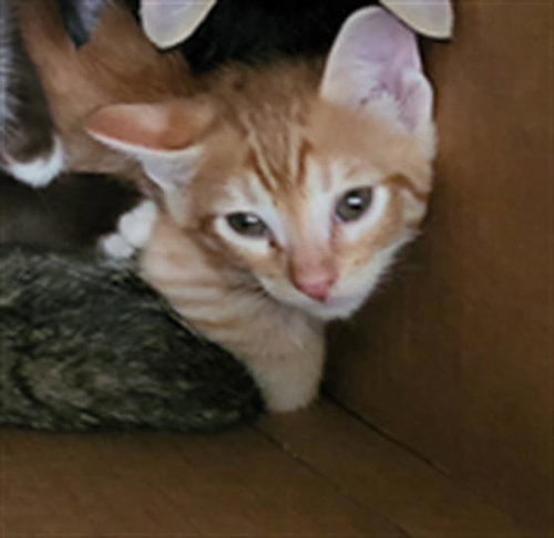 SILAS, a cat for adoption from Dallas Animal Services