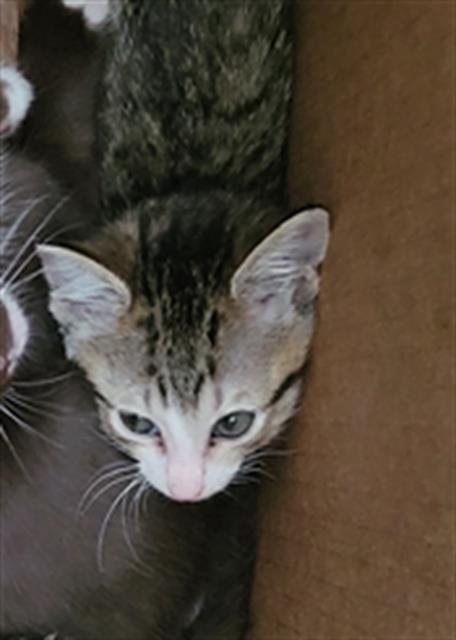 SERENA, a cat for adoption from Dallas Animal Services