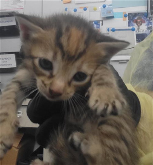 SERAPHINA, a cat for adoption from Dallas Animal Services
