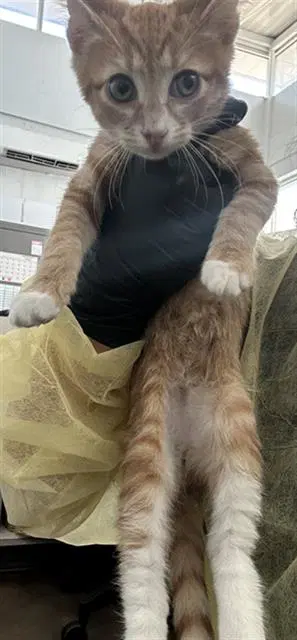 Generator - Domestic Medium Hair
