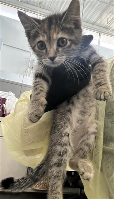 DANDY, a cat for adoption from Dallas Animal Services