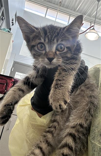 MIA, a cat for adoption from Dallas Animal Services