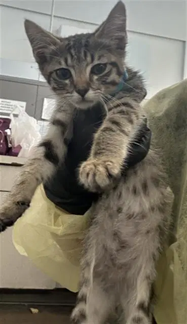 Don - Domestic Short Hair