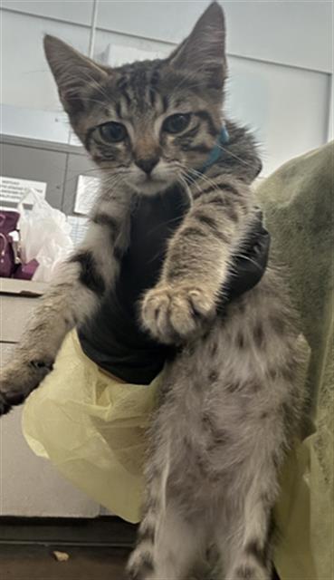 DON, a cat for adoption from Dallas Animal Services