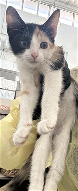 Meredith