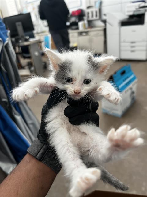 Tinku, Domestic Medium Hair (medium coat)