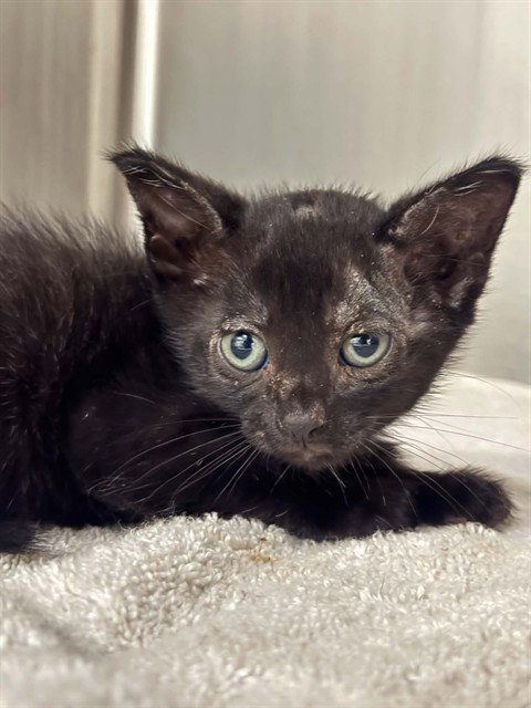Cristal, Domestic Short Hair (medium coat)