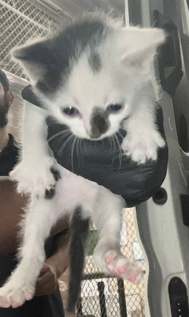 ELSIE