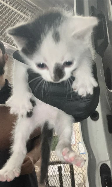 Elsie